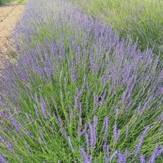 lavanda vera royal purple 240x240